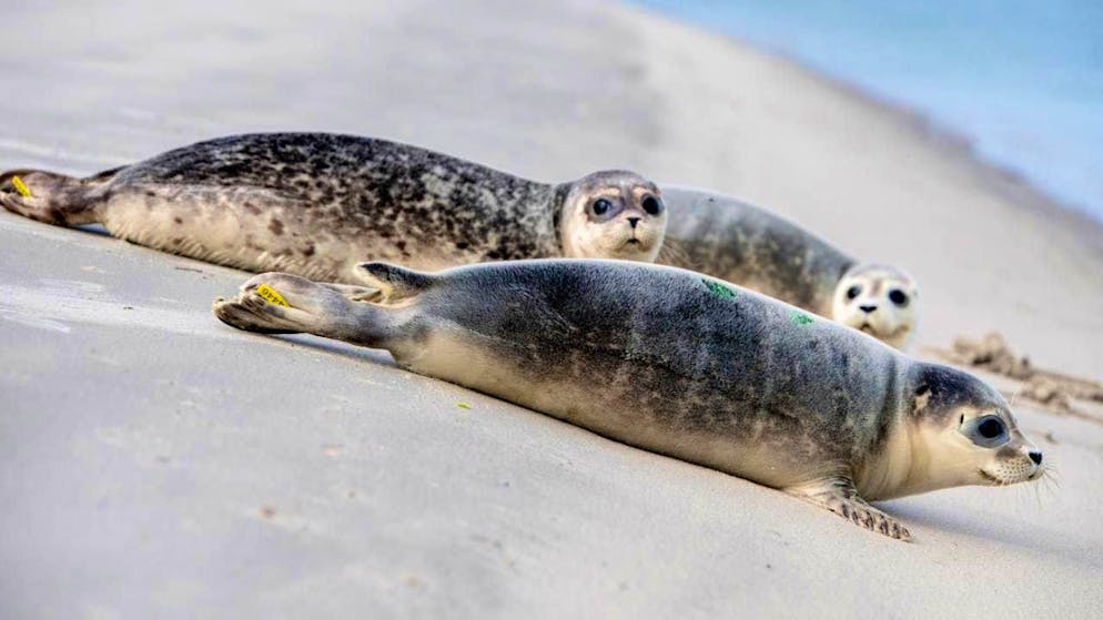 A group of marine mammal experts from Denmark, Germany and the Netherlands is observing many young seals in the Wadden Sea. (archive picture)