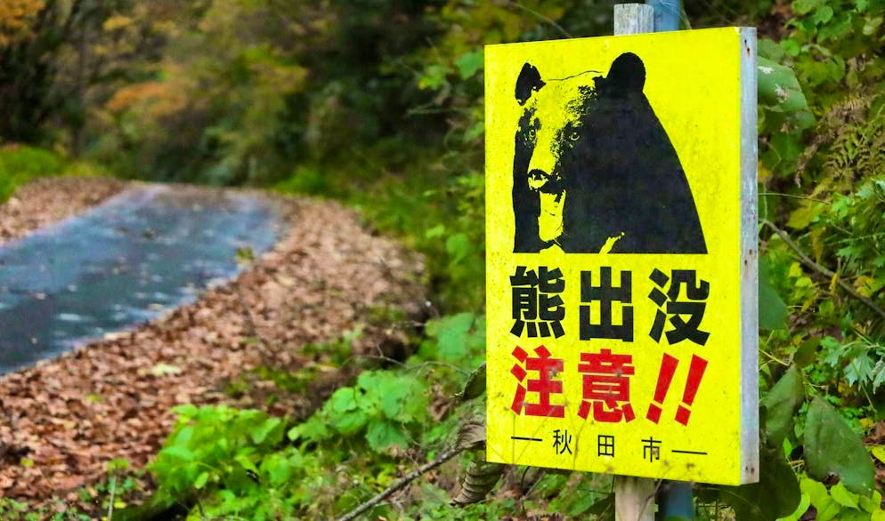 Record number of deaths: Japan launches bear hunt - Gallery. According to Japan's Environment Ministry, 13 people have been killed by bears across the country since April. (archive picture)