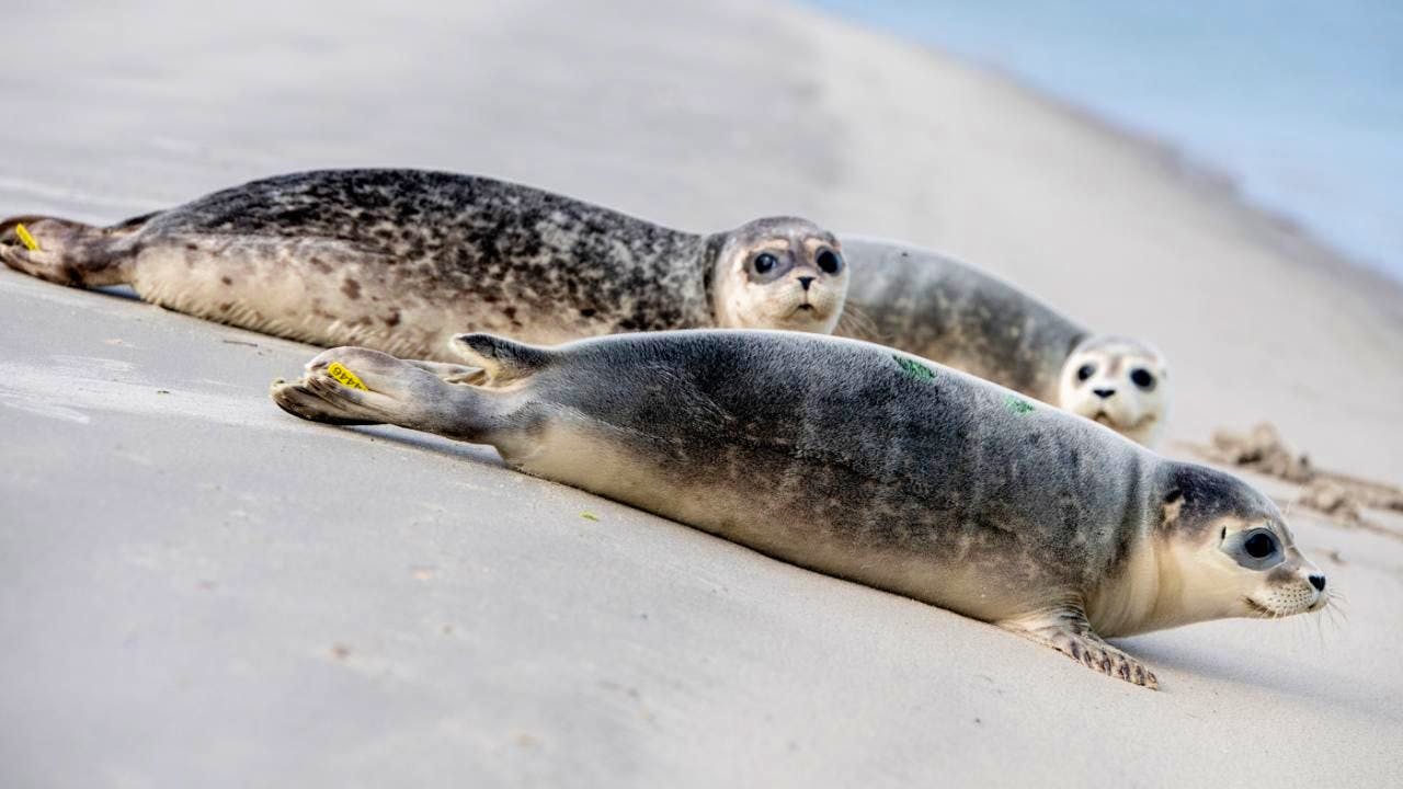 Tier. Im Wattenmeer leben laut einer Studie viele junge Seehunde