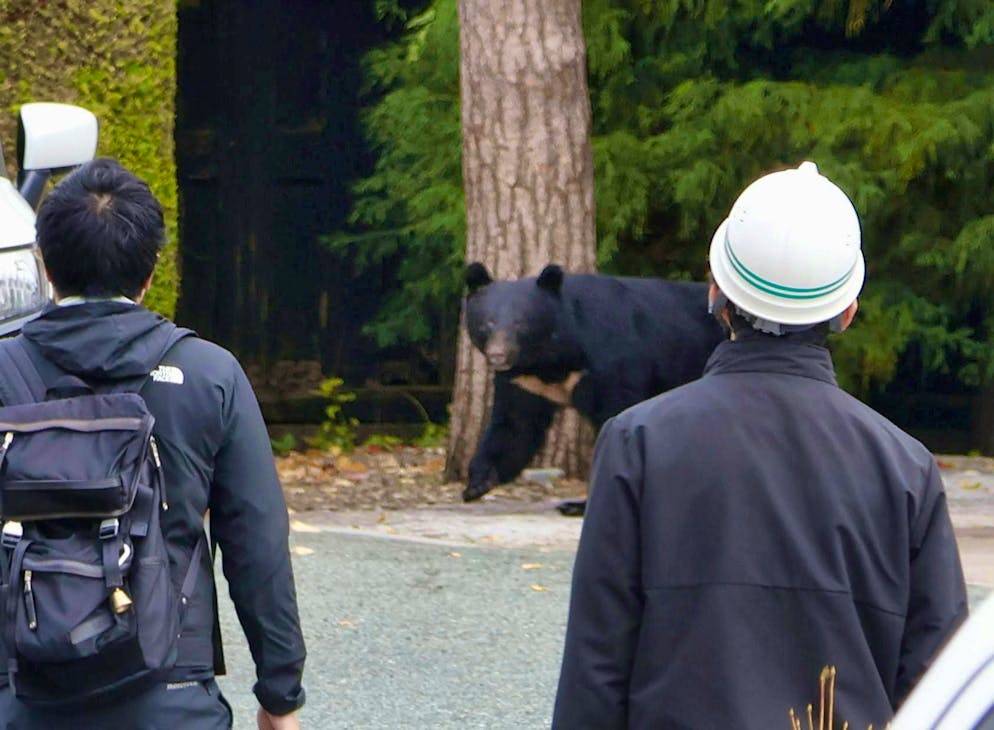 Record number of deaths: Japan launches bear hunt - Gallery. Reports of bear attacks are now also scaring off tourists. (archive picture)