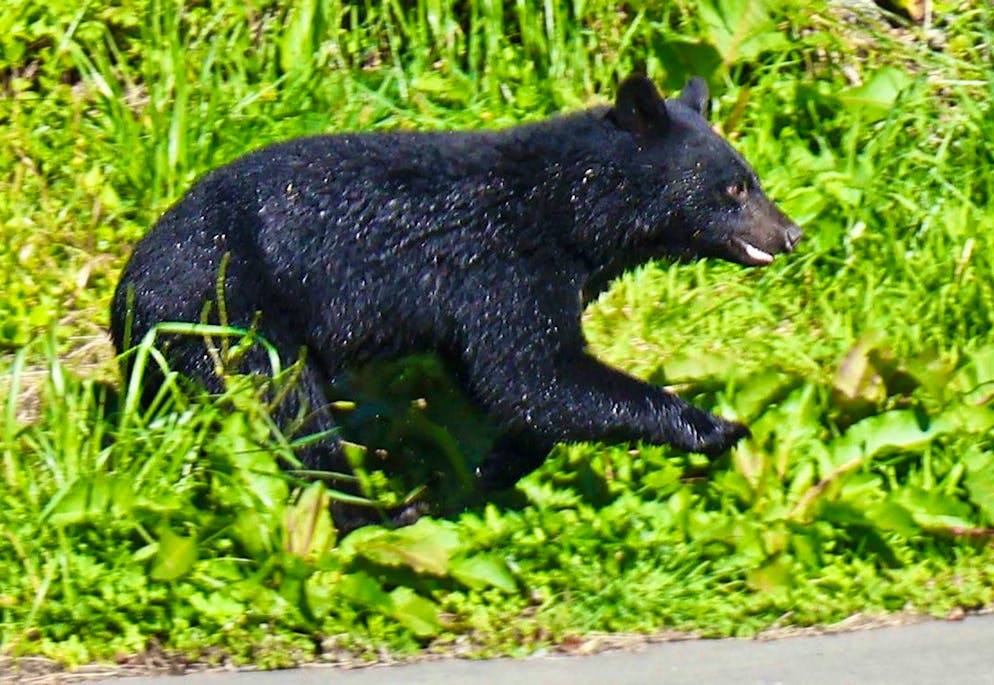 Record number of deaths: Japan launches bear hunt - Gallery. More and more people are being attacked by bears in Japan. (archive picture)