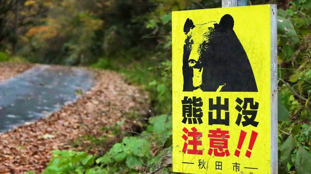 Record number of fatal attacks. Japan goes on a bear hunt