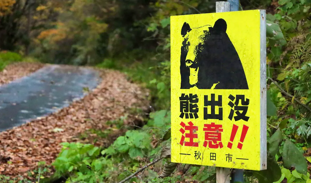 Japan bläst zur Bärenjagd