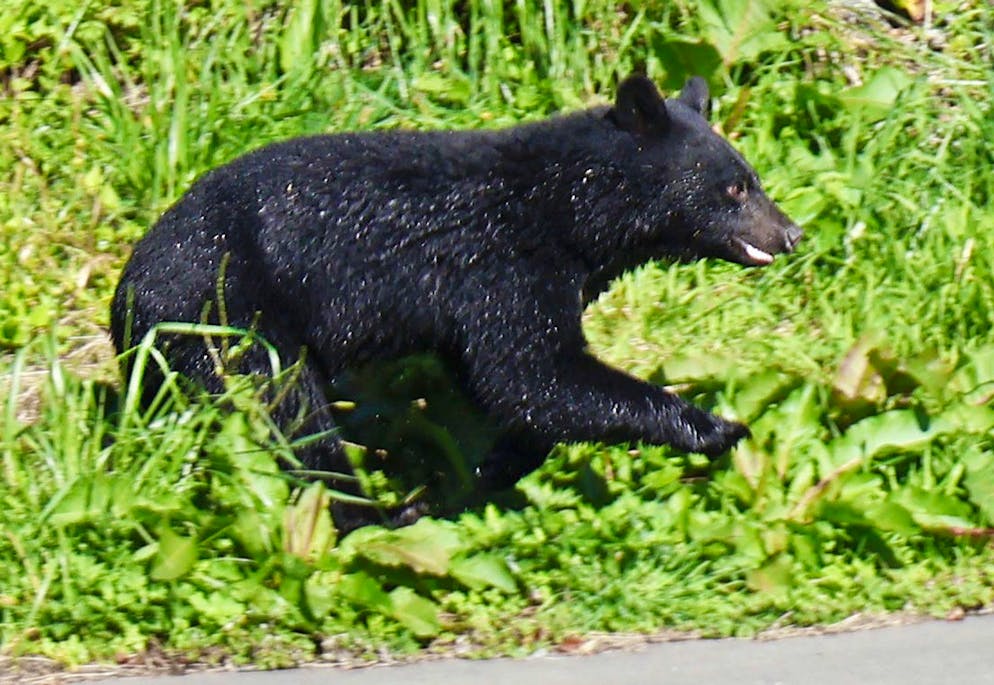 Rekordzahl an Todesfällen: Japan bläst zur Bärenjagd - Gallery. Immer mehr Menschen werden in Japan von Bären angegriffen. (Archivbild)