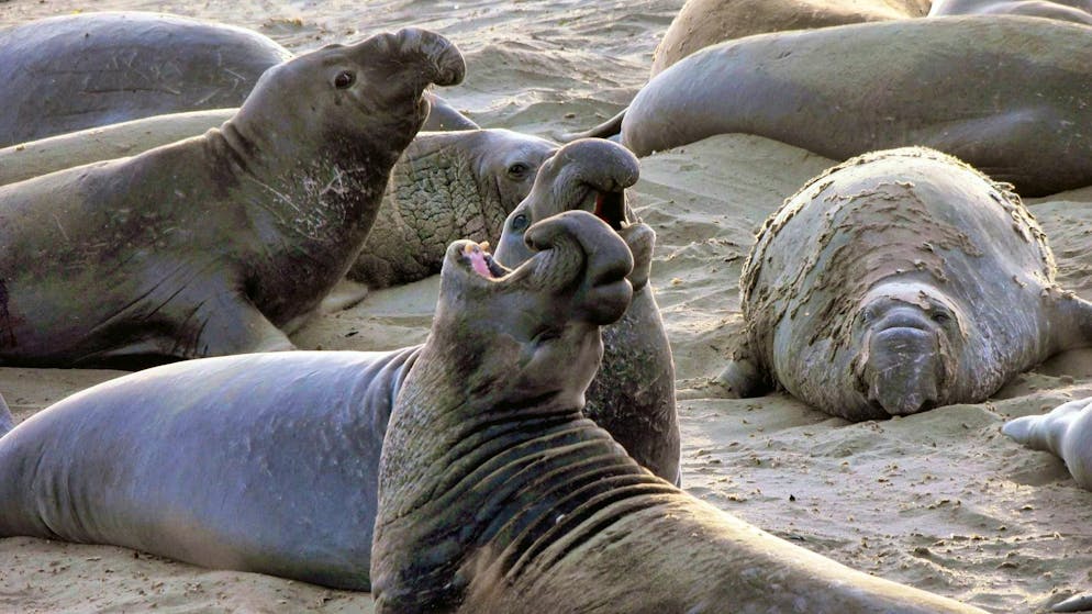 Specie a rischio?. L'influenza aviaria decima le femmine di elefante marino in Georgia del Sud