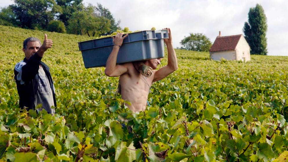 Le vin vendu à Beaune, des primeurs, ne sera pas livré avant juin 2027, après avoir été élevé sur place (archives).
