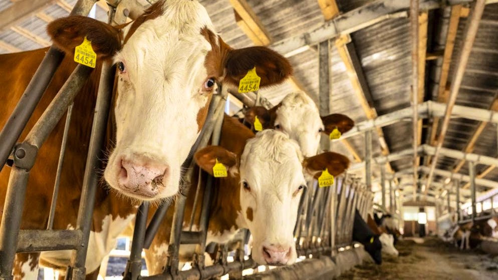 Although the number of cows is falling and the number of dairy farms is decreasing, milk production remained stable last year. This is shown in the latest agricultural report. (archive picture)