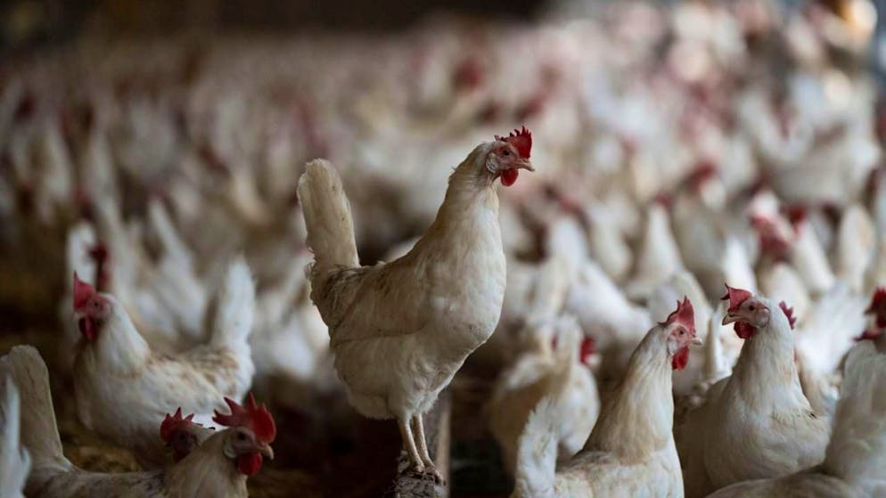 Dopo l'accordo sui dazi. La protezione dei consumatori: «Il pollo al cloro importato dagli USA sia dichiarato»