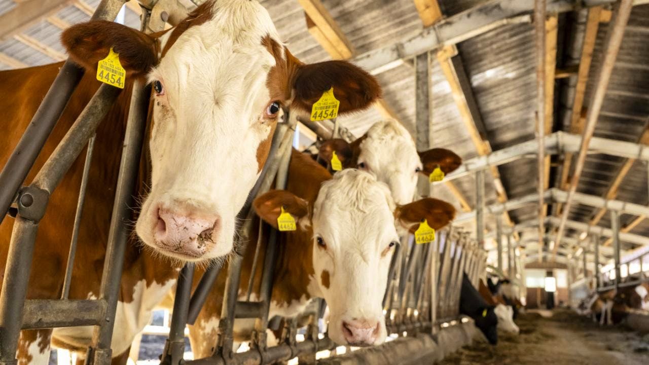Agriculture. Milk production remains stable despite falling cow numbers