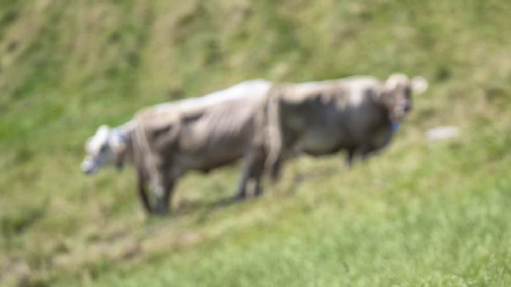 L'analisi. Gli alimenti svizzeri rispettano i valori limite di PFAS