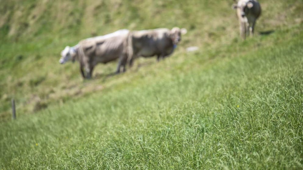 Gli organi di controllo individuano la possibile causa nell'alimentazione prevalentemente a base di erba e fieno.