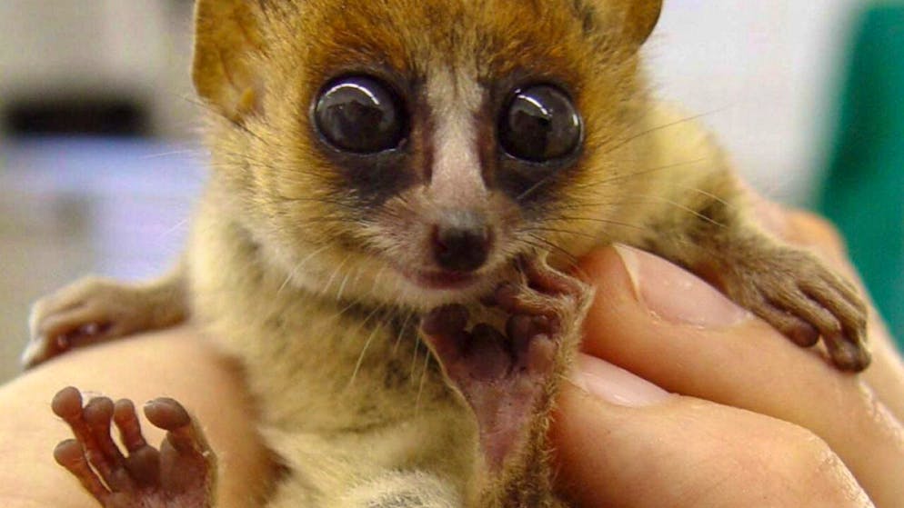 Les ouistitis pèsent entre 300 et 500 grammes à l'âge adulte (image symbolique).