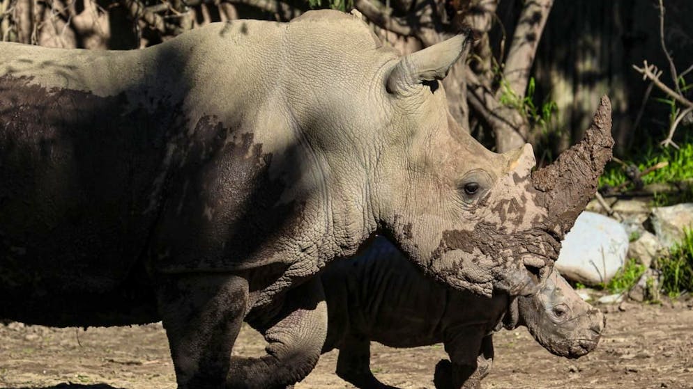 Les cornes de rhinocéros blanc sont très prisées en Asie (archives).
