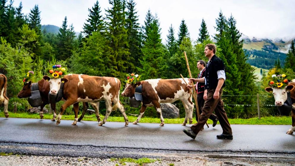 2025 ist für die Schweizer Landwirtschaft bisher ein gutes Jahr gewesen. Das zeigen Zahlen des Bundesamtes für Statistik. (Archivbild)