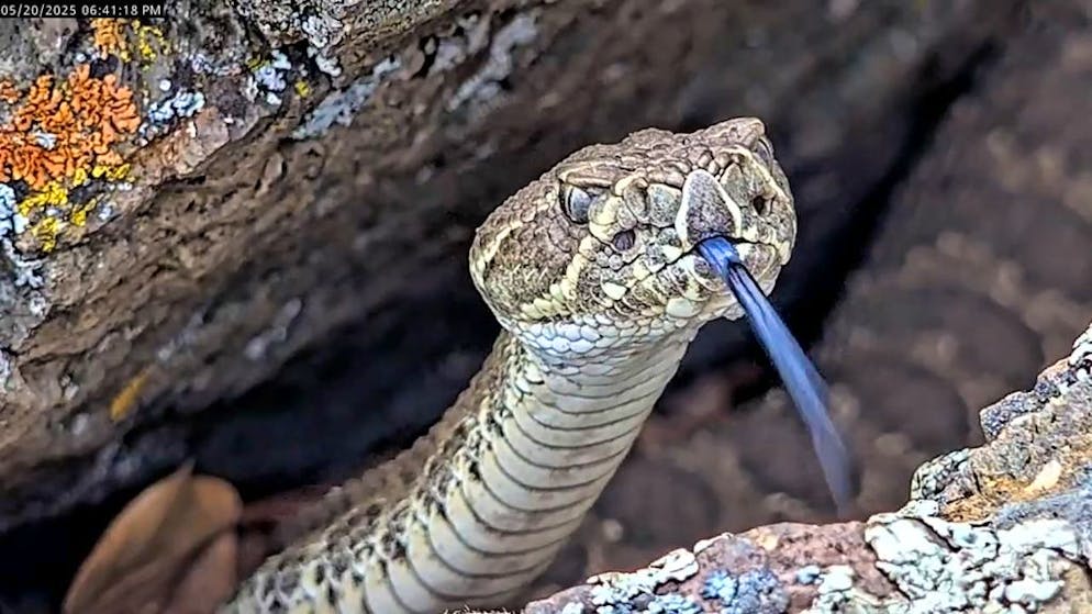Livestream goes viral. How rattlesnakes suddenly become likeable
