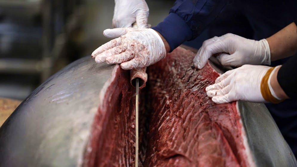 Relations détériorées. La Chine suspend ses importations de produits de la mer japonais