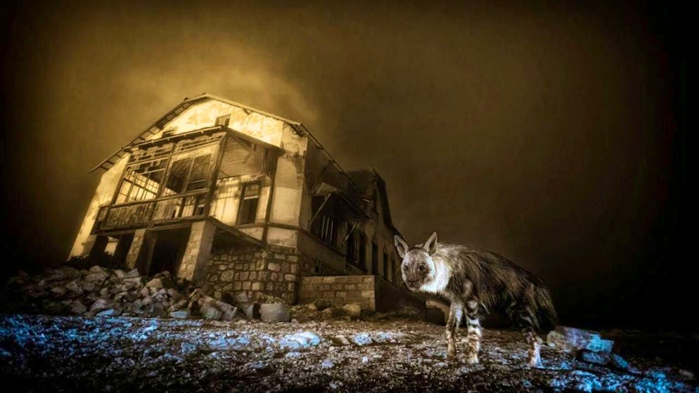 The winning image of the Wildlife Photographer of the Year competition by Wim van der Heever.