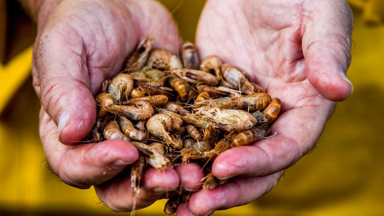 Handel. China erhöht Druck im Streit mit Japan – mit Meeresfrüchten