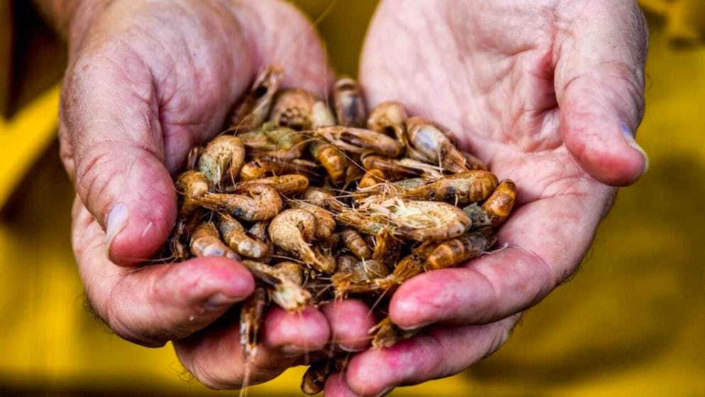 China has recently stopped allowing Japanese deliveries of seafood. (symbolic image)