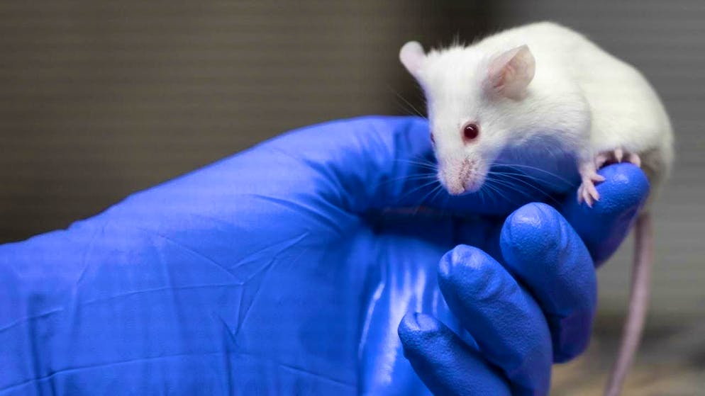 With a new type of invisibility cloak, the gene scissors remain invisible to the immune system of mice. (symbolic image)