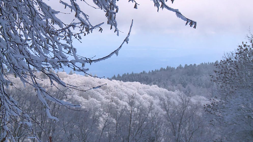 Winterstart Schweiz. Und wer im Kanton Schaffhausen Schnee suchte, fand ihn in Siblingen.