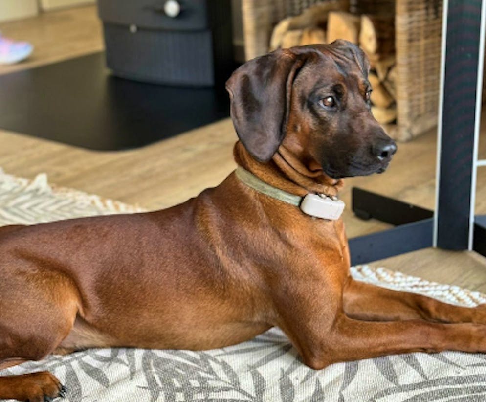 Hund Balou ist nach dem schweren Unfall verschwunden. 