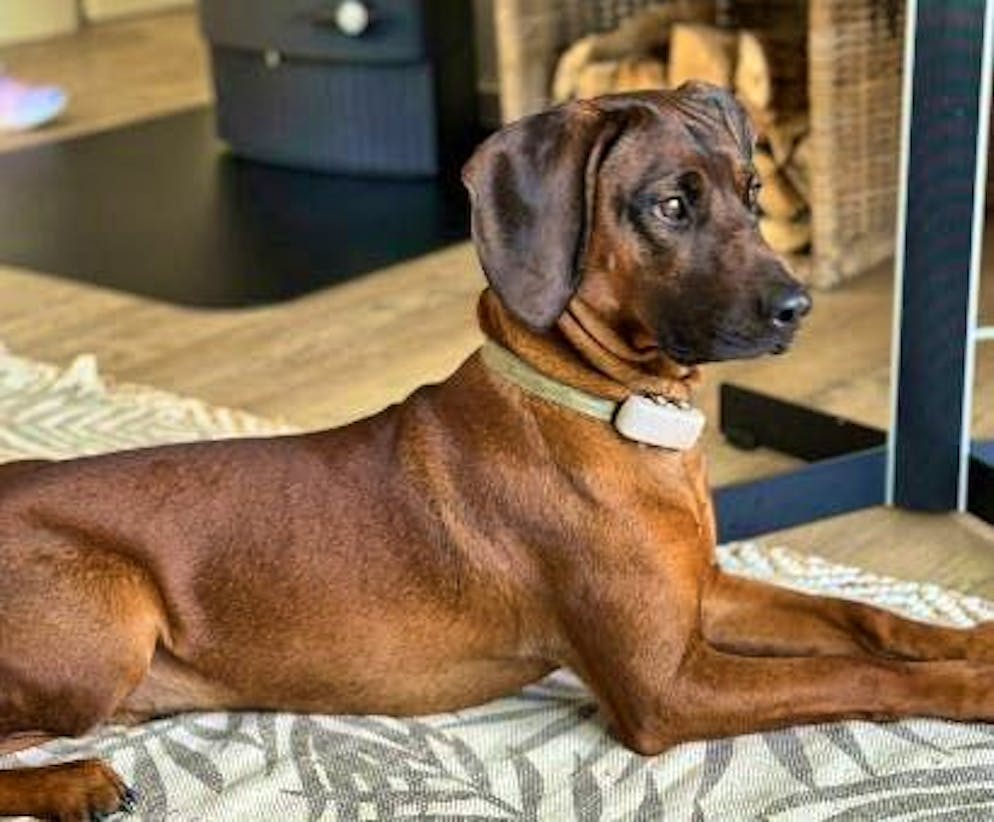 Il cane Balou è scomparso dopo il grave incidente. 