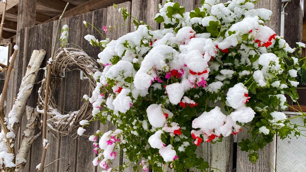 Die schönsten Schneebilder der blue News Leserreporter. In Heimiswil BE blühen die Geranien, auch wenn es schneit.