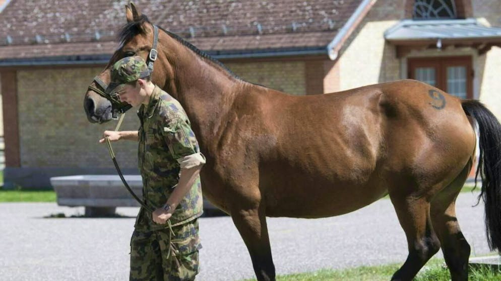 Der grösste Teil der im Tierschutzfall Ramiswil SO beschlagnahmten Pferde wird in Bern versteigert. Die potentiellen müssen Auflagen erfüllen. (Archivbild)