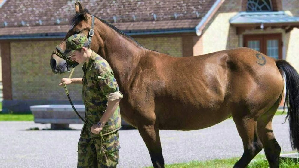 Most of the horses confiscated in the Ramiswil SO animal welfare case will be auctioned in Bern. The potential buyers must fulfill conditions. (archive picture)