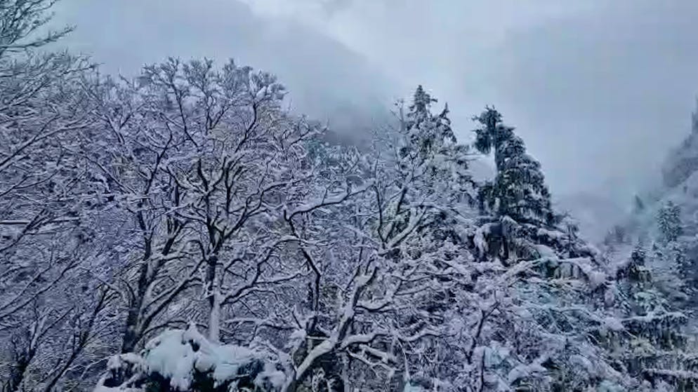 50 cm aux Paccots !. Romandie sous la neige: un réveil blanc avant un week-end glacé