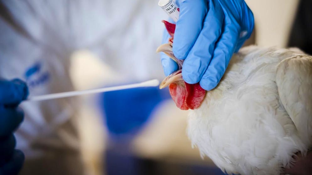 Le virus de la grippe aviaire circule intensément en Europe (image symbolique).