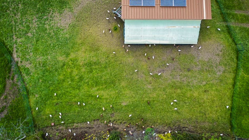 Avoid contact between species. New bird flu cases - Confederation orders protective measures for the whole of Switzerland