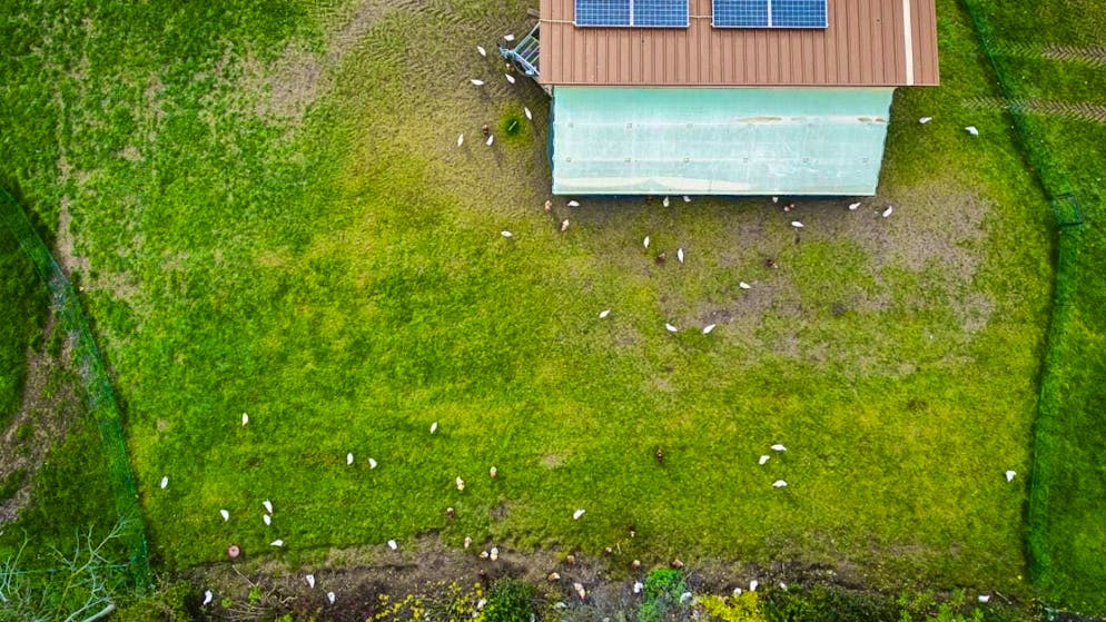 For the time being, chickens are no longer allowed to simply graze outdoors. (symbolic image)