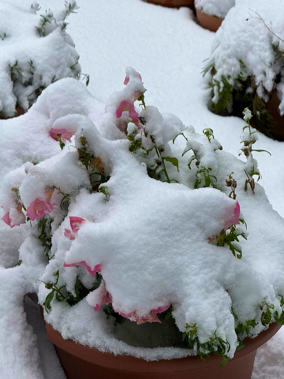 Die schönsten Schneebilder der blue News Leserreporter. Und auch diese Löwinmäulchen in Heiden AR erleben den Wintereinbruch im Freien.