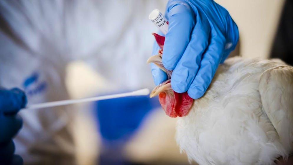 Dopo il caso a Wil (SG). Berna estende le misure di prevenzione per l'influenza aviaria