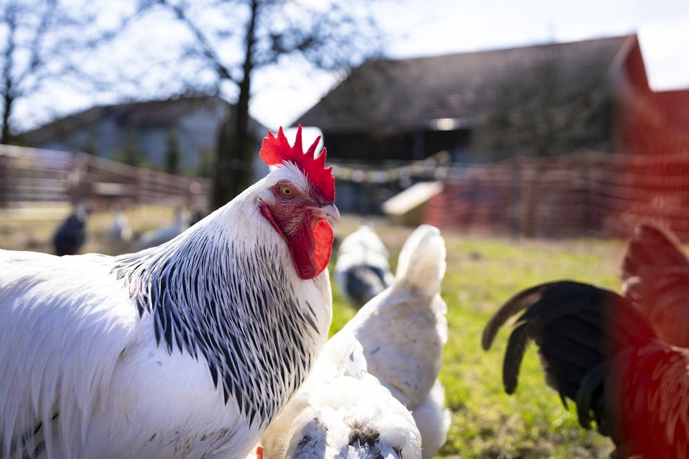 Le patient possédait «un élevage domestique de volailles dans son jardin», source la plus probable de la contamination. (image d'illustration)