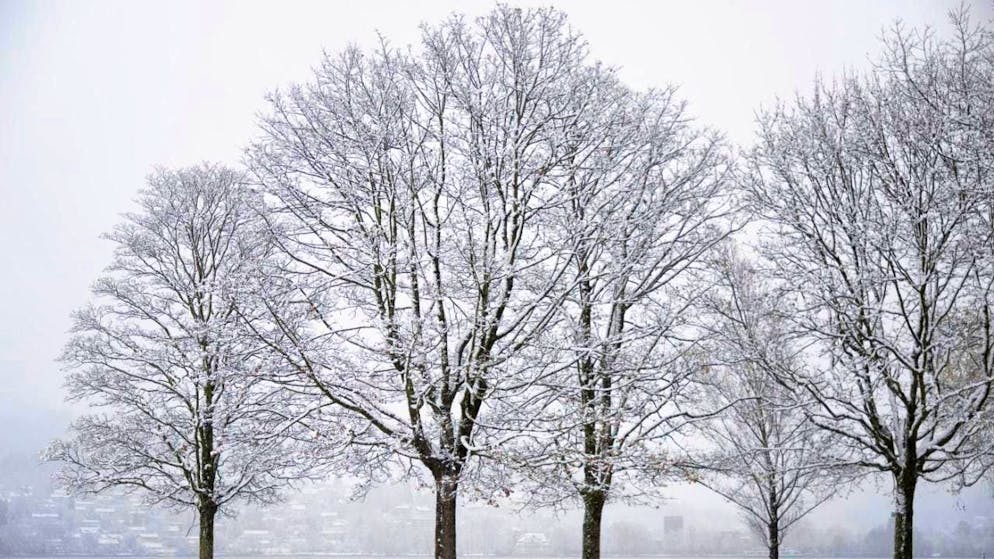 The first snow fell in the lowlands a few days ago. This is not unusual for November. (archive picture)