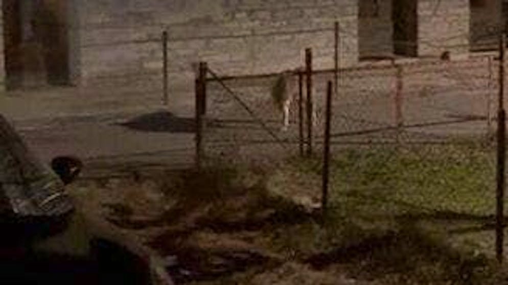 Video aus dem Tessin. Hier läuft ein Wolf im Onsernonetal mitten durch bewohntes Gebiet