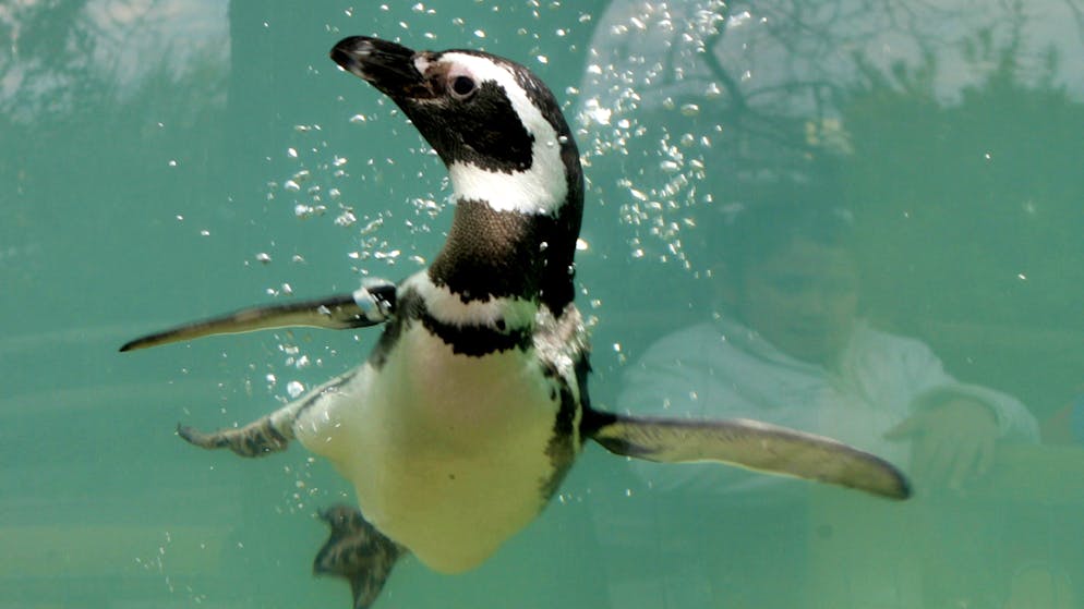 Beunruhigender Trend. Stilles Drama um Pinguin-Kolonie – jetzt schlagen Forscher Alarm