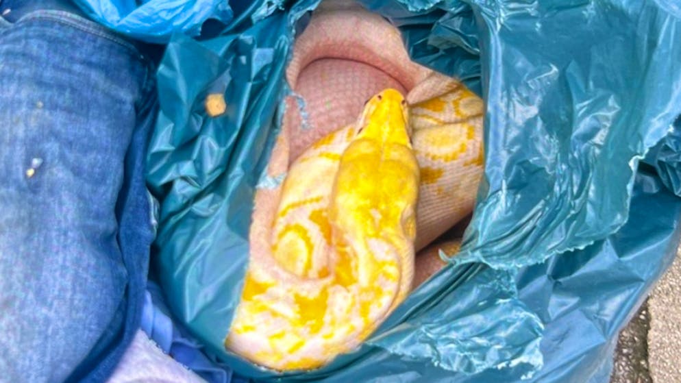 Das Veterinäramt habe die Schlange in ein Tierheim gebracht, wo sie wieder aufgewärmt worden sei. Doch das Tier lebte nicht mehr. (Symbolbild)