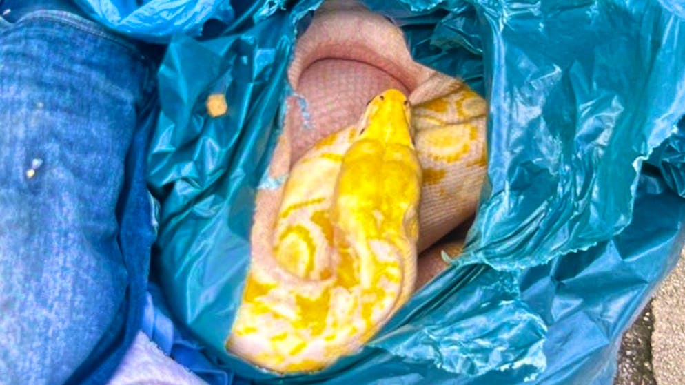 The veterinary office took the snake to an animal shelter, where it was warmed up again. But the animal was no longer alive. (symbolic image)