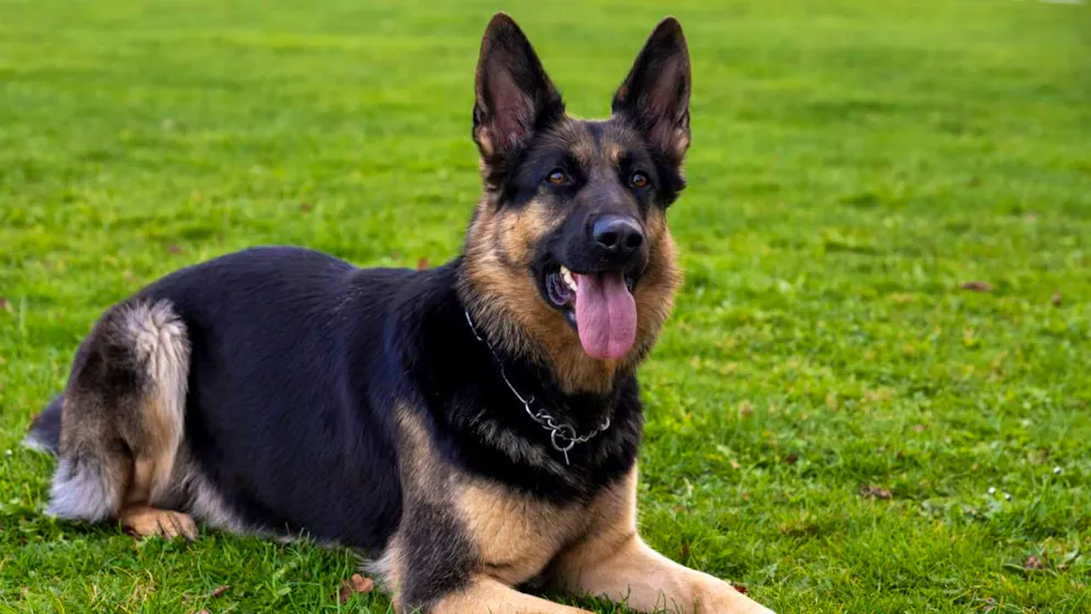 Lieferant attackiert. Ihr Hund beisst zu – jetzt soll die Halterin 330'000 Franken zahlen