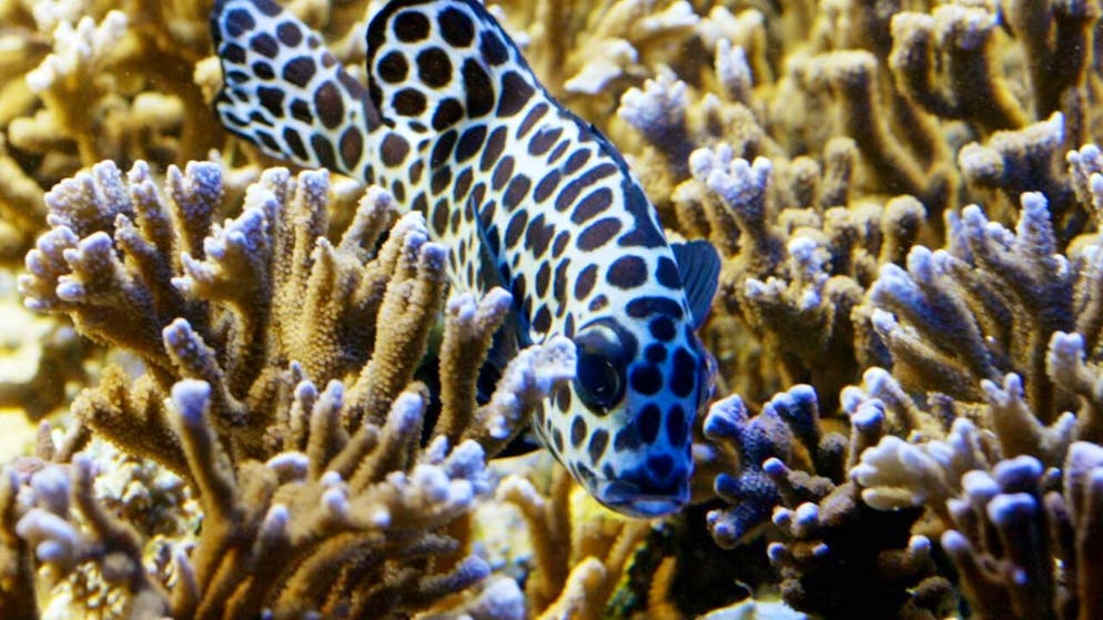 Forscher entdecken in der Tiefsee eine bislang unbekannte Steinkorallenart. (Symbolbild)