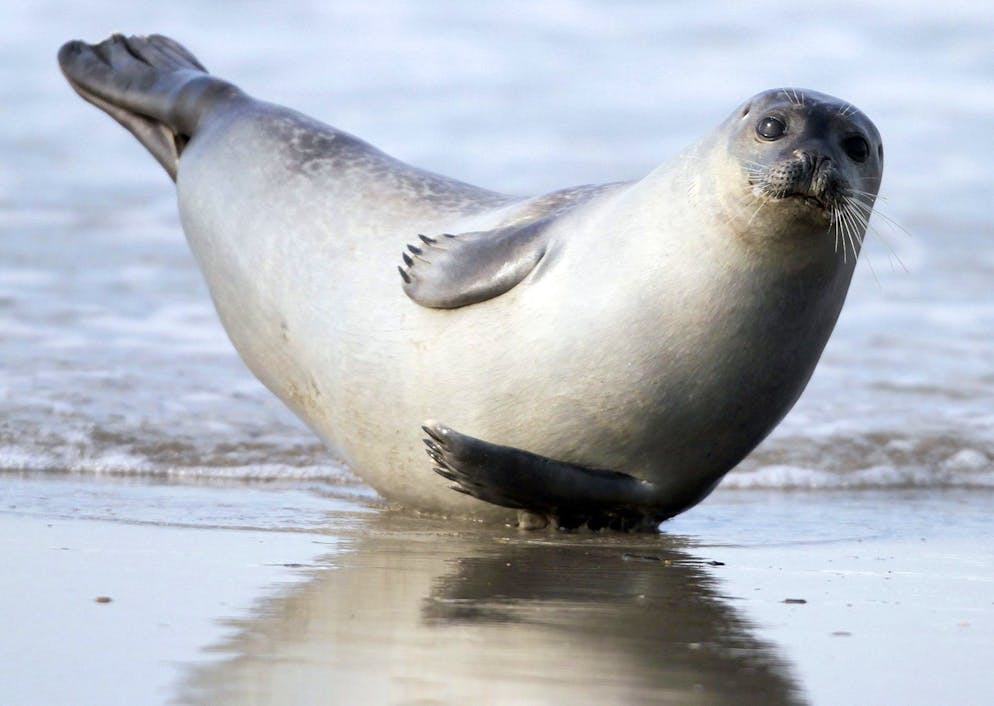 Robbenmilch ist gut. Sagt die Wissenschaft.