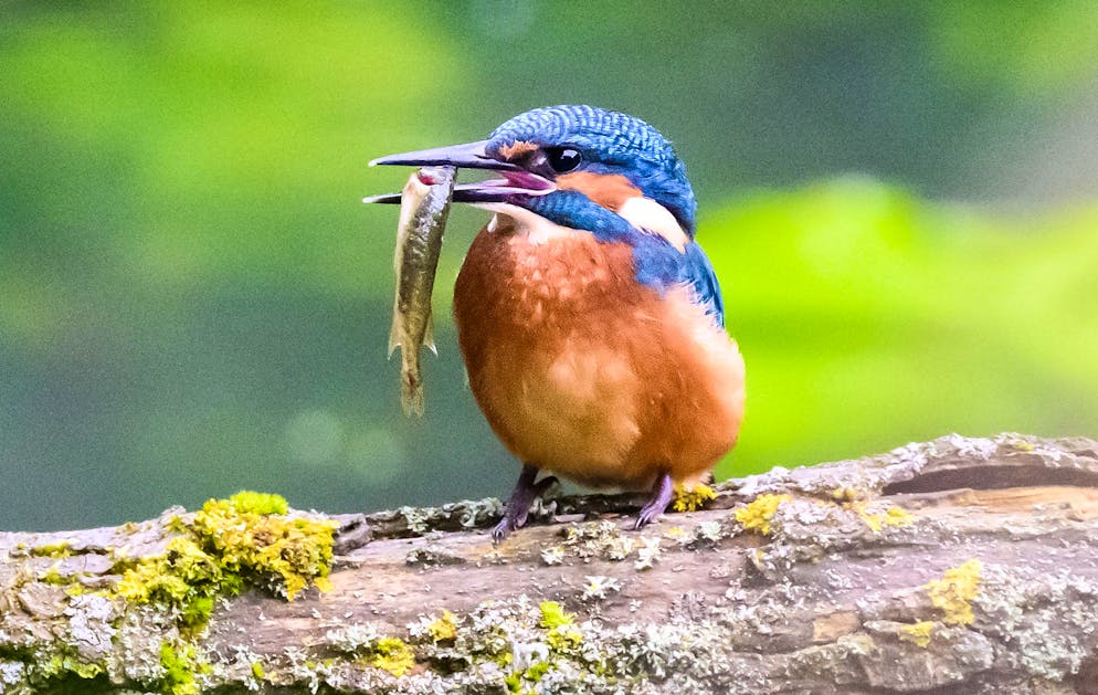 Ein Eisvogel mit einem kleinem Fisch im Schnabel verweilt auf einem Ast.