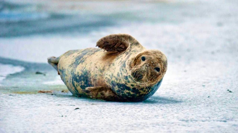 Researchers "milked" five seals for the study. (archive image)