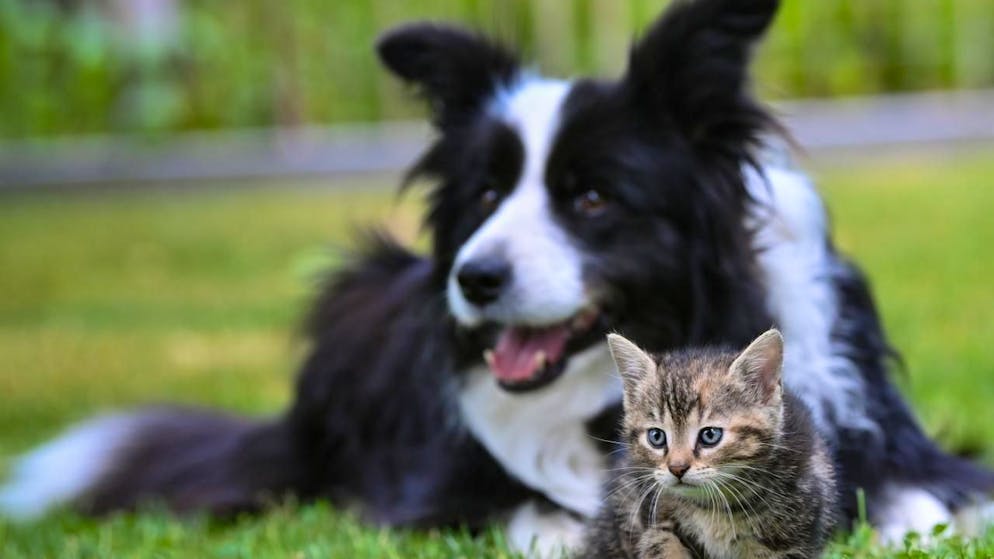 Tra le misure cardine arriva l'obbligo, per tutti i cani e i gatti presenti nell'Ue, inclusi quelli di proprietà privata, di essere identificati tramite microchip e registrati in banche dati nazionali interoperabili (foto d'archivio)