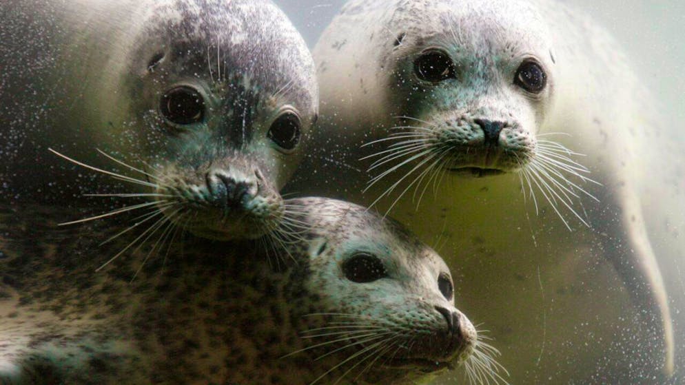 I campioni sono stati prelevati durante l'allattamento. (Foto simbolica)