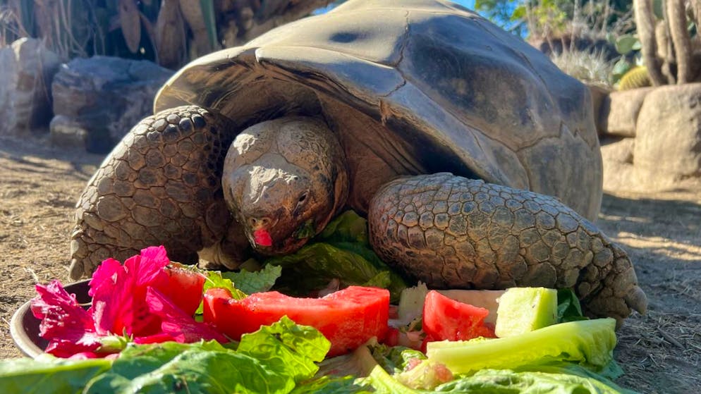 HANDOUT - Dieses von der San Diego Zoo Wildlife Alliance zur Verfügung gestellte Foto zeigt die Galapagos-Schildkröte Gramma. Foto: San Diego Zoo Wildlife Alliance/AP/dpa/Archivbild - ACHTUNG: Nur zur redaktionellen Verwendung und nur mit vollständiger Nennung des vorstehenden Credits